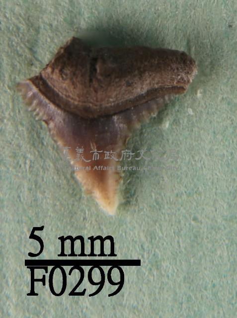 公牛鯊上顎齒藏品圖，第1張