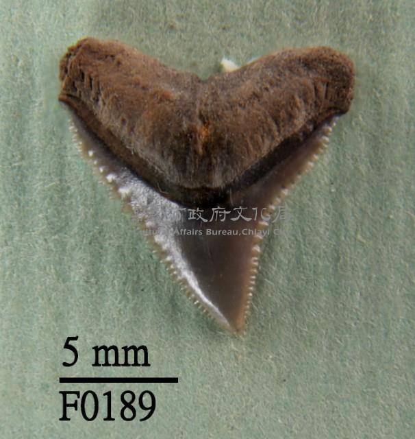 長鰭真鯊上顎齒藏品圖，第1張