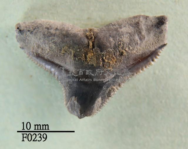 黑邊鰭真鯊上顎齒
藏品圖，第1張