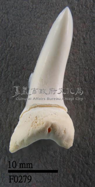 尖吻鯖鯊下顎齒藏品圖，第1張