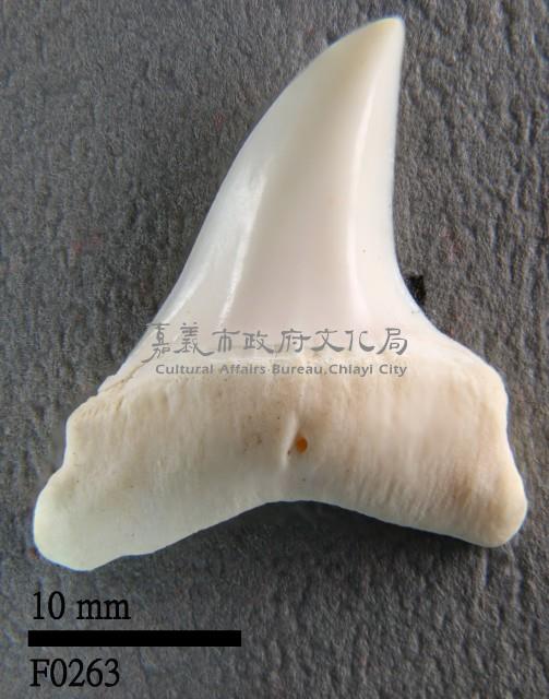 長鰭鯖鯊下顎齒藏品圖，第1張