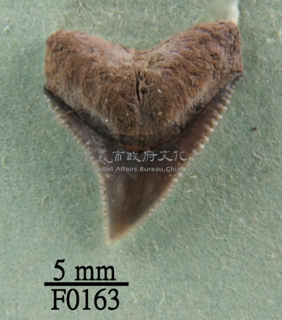 公牛鯊上顎齒藏品圖，第1張