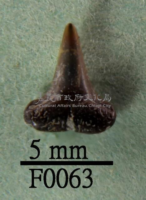 鯊魚下顎齒藏品圖，第1張