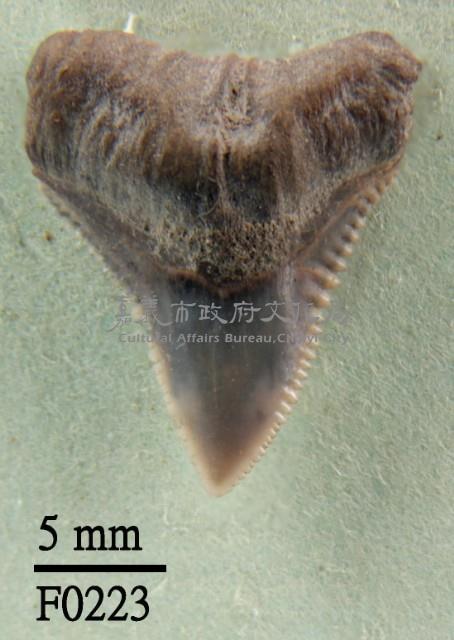 長鰭真鯊上顎齒藏品圖，第1張