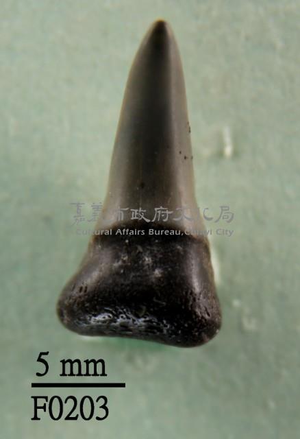 檸檬鯊下顎齒藏品圖，第1張