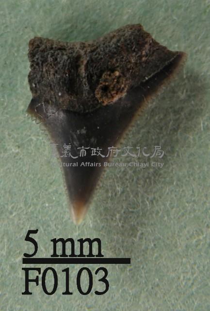 鯊魚(齒)藏品圖，第1張