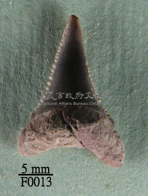 大白鯊下顎齒藏品圖，第1張