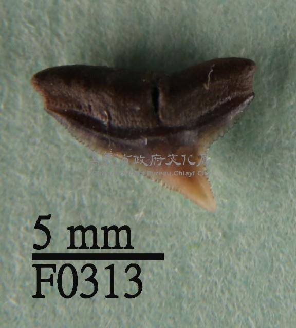 白邊真鯊上顎齒藏品圖，第1張