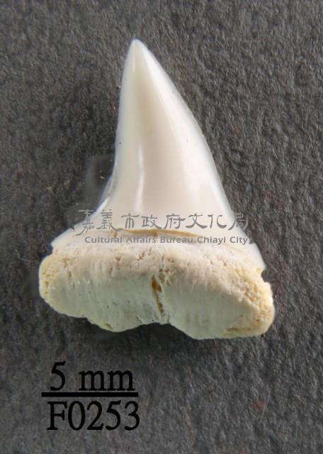 馬口鯊下顎齒藏品圖，第1張