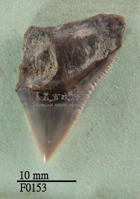 長鰭真鯊上顎齒藏品圖，第1張