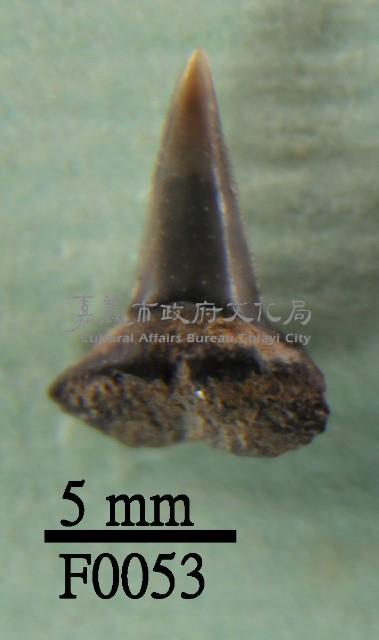 灰鯊下顎齒藏品圖，第1張