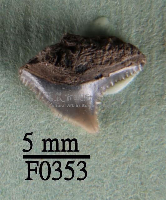 灰色真鯊上顎齒藏品圖，第1張