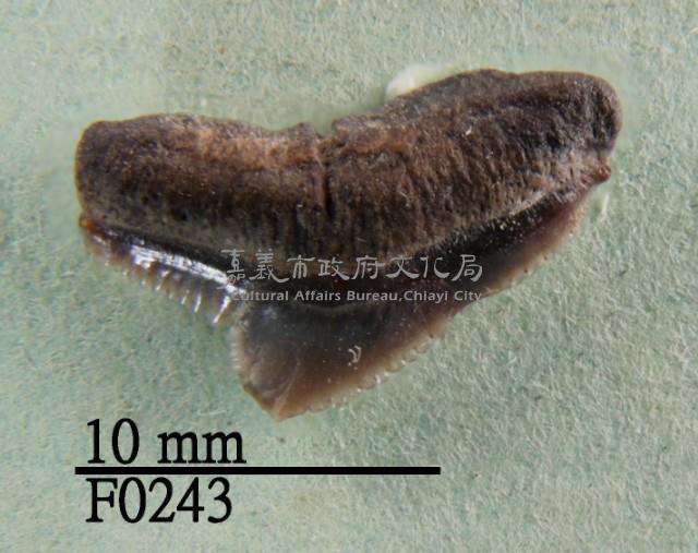 鯊魚上顎齒藏品圖，第1張