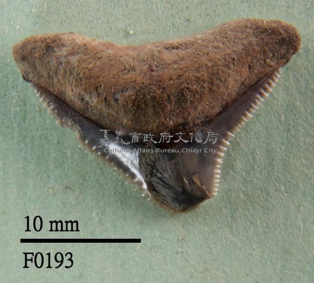 鯊魚上顎齒藏品圖，第1張