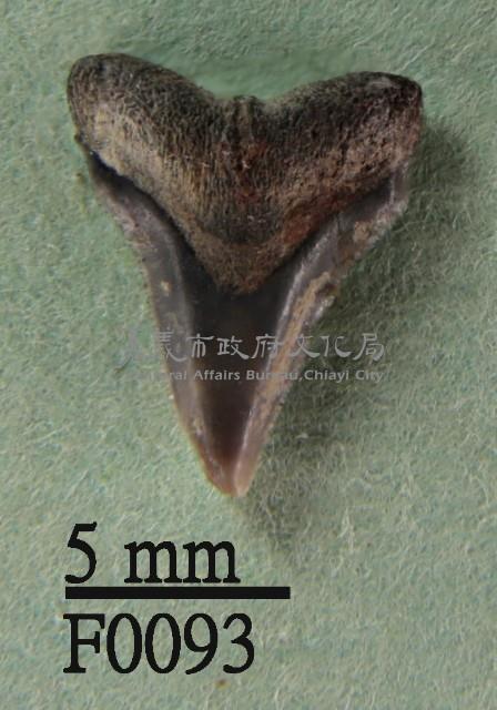 沙洲鯊上顎齒藏品圖，第1張