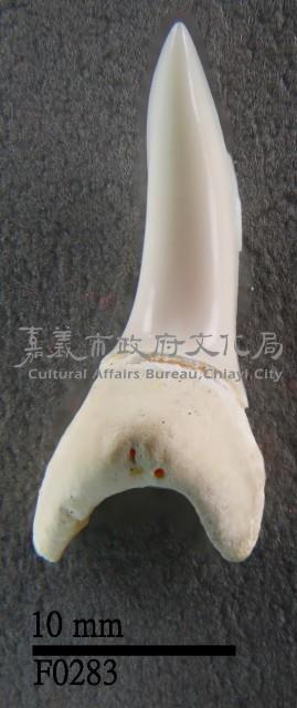 馬口鯊下顎齒藏品圖，第1張