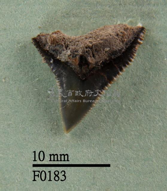 公牛鯊上顎齒藏品圖，第1張