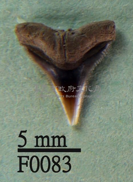 沙洲鯊上顎齒藏品圖，第1張