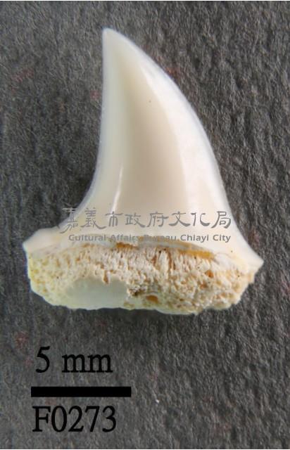 長鰭鯖鯊下顎齒藏品圖，第1張