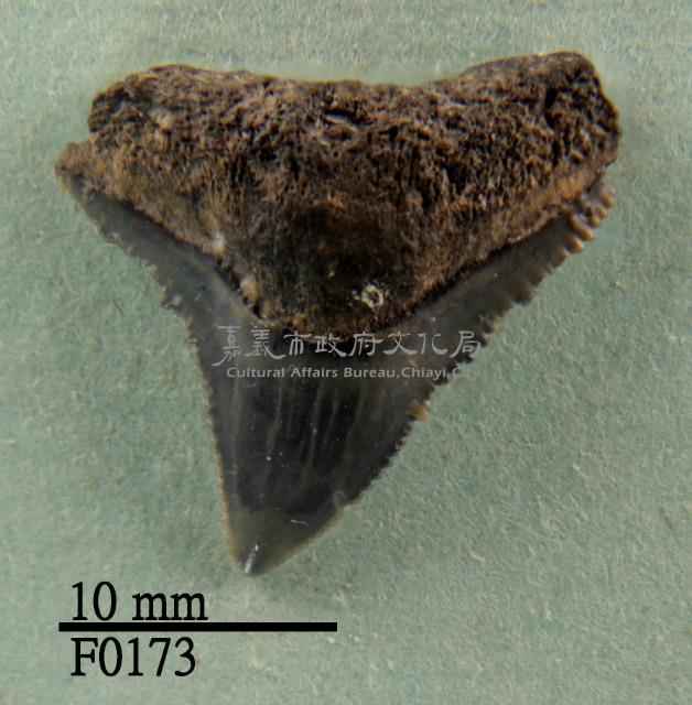 公牛鯊上顎齒藏品圖，第1張