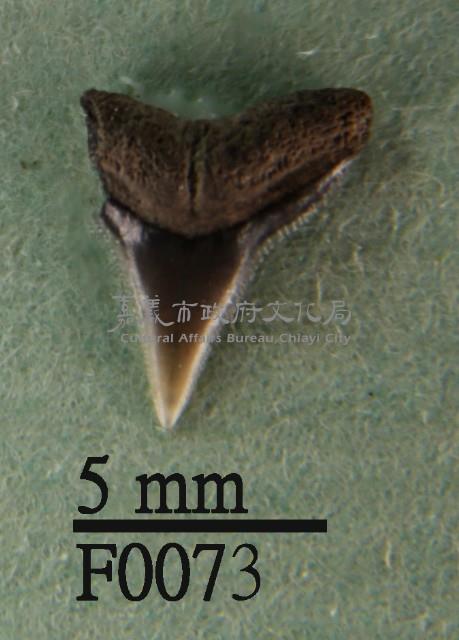 沙洲鯊上顎齒藏品圖，第1張