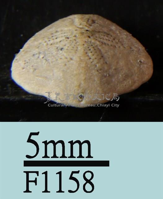 小海膽藏品圖，第3張