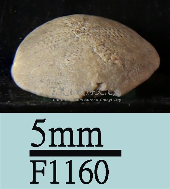 小海膽藏品圖，第3張