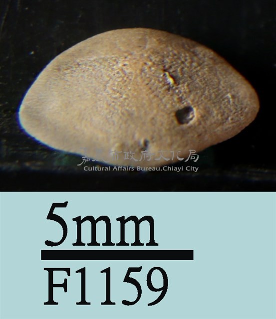 小海膽藏品圖，第3張
