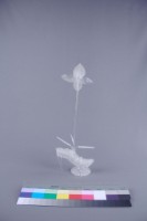 蘭花藏品圖，第4張