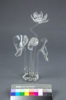 荷花藏品圖，第2張