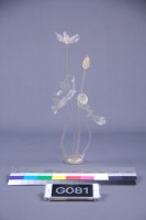 荷花藏品圖，第5張