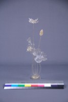 荷花藏品圖，第7張