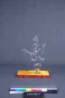 黃安福-歲寒三友藏品圖，第5張