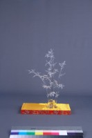 黃安福-歲寒三友藏品圖，第6張