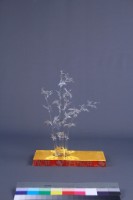 黃安福-歲寒三友藏品圖，第8張