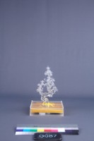 黃安福-歲寒三友藏品圖，第9張