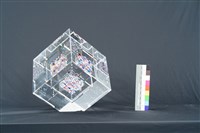 空中花朵藏品圖，第5張