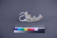 天鵝花器藏品圖，第2張