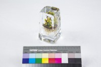 動植物世界藏品圖，第2張