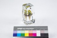 動植物世界藏品圖，第3張