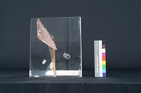星球（法）藏品圖，第5張