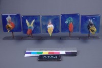 夢幻彩鳥（5件）藏品圖，第1張