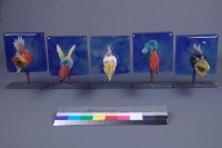 夢幻彩鳥（5件）藏品圖，第2張