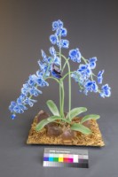 想飛藏品圖，第3張