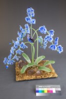 想飛藏品圖，第4張