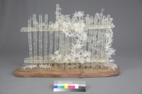 籬笆中的強者藏品圖，第4張