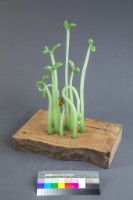 生生不息藏品圖，第3張