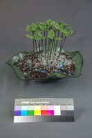 生機藏品圖，第2張