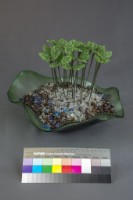 生機藏品圖，第3張