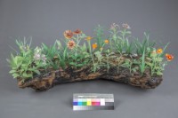 台灣新文化藏品圖，第2張